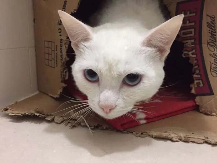 Gato ra a Sem raça definida idade 2 anos nome Hugo