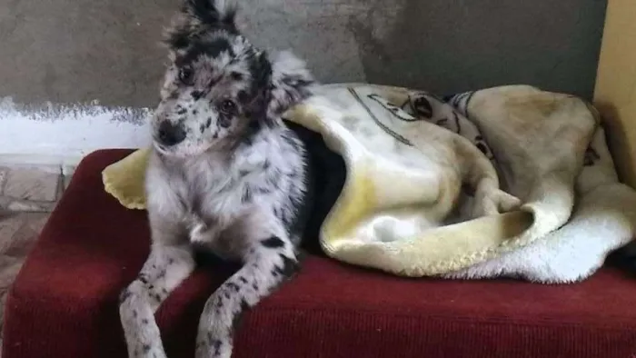 Cachorro ra a Mistura ,pastor e dálmata  idade 2 a 6 meses nome Logan
