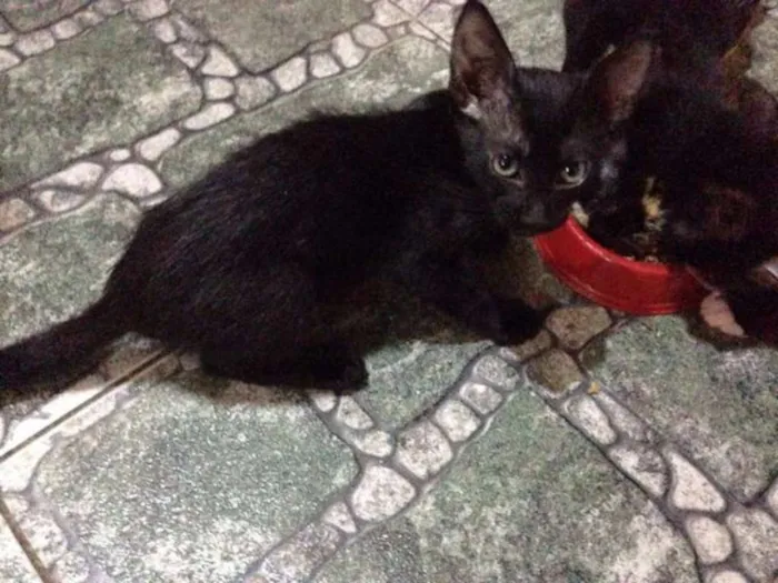 Gato ra a Gato vira-lata idade 2 a 6 meses nome Midnight