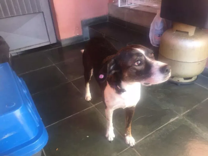 Cachorro ra a vira lata idade 4 anos nome Phoebe