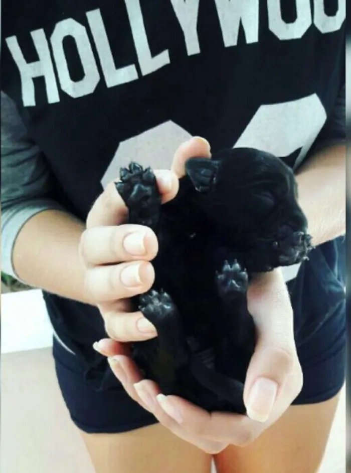 Cachorro raça Vira lata idade Abaixo de 2 meses nome -