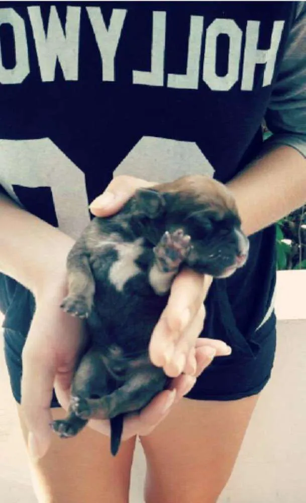 Cachorro raça Vira lata idade Abaixo de 2 meses nome -