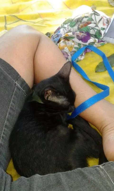 Gato ra a Gato vira-lata idade 2 a 6 meses nome Midnight