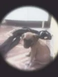 não possui