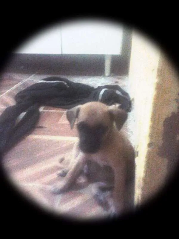Cachorro raça não sei idade 2 a 6 meses nome não possui
