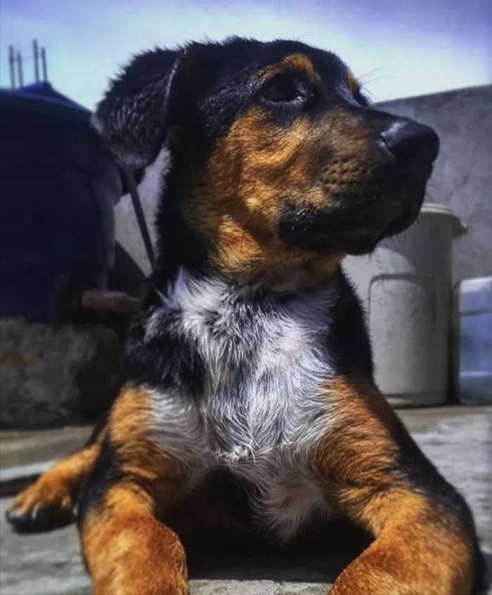 Cachorro raça Vira lata/rotweiler idade 1 ano nome Thor