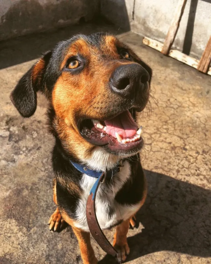 Cachorro raça Vira lata/rotweiler idade 1 ano nome Thor