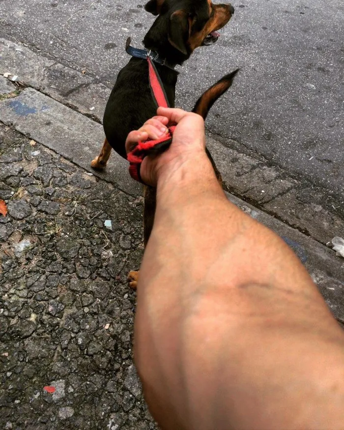 Cachorro raça Vira lata/rotweiler idade 1 ano nome Thor