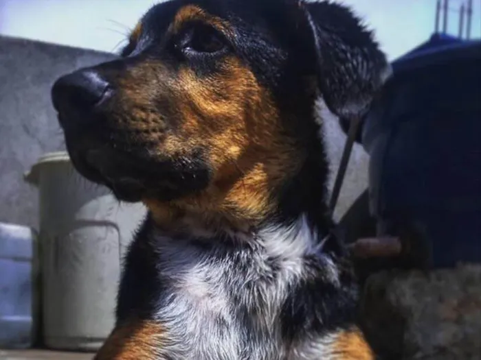Cachorro raça Vira lata/rotweiler idade 1 ano nome Thor