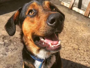 Cachorro raça Vira lata/rotweiler idade 1 ano nome Thor