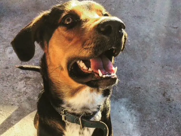 Cachorro raça Vira lata/rotweiler idade 1 ano nome Thor
