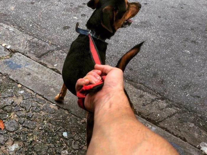 Cachorro raça Vira lata/rotweiler idade 1 ano nome Thor