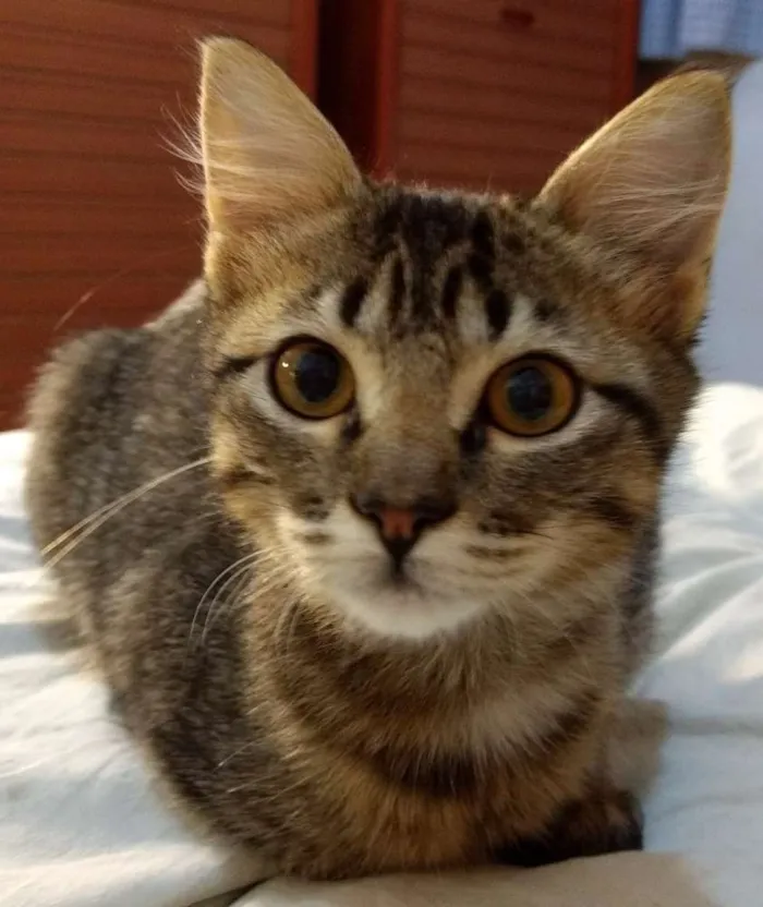 Gato ra a Srd idade 2 a 6 meses nome Canjica
