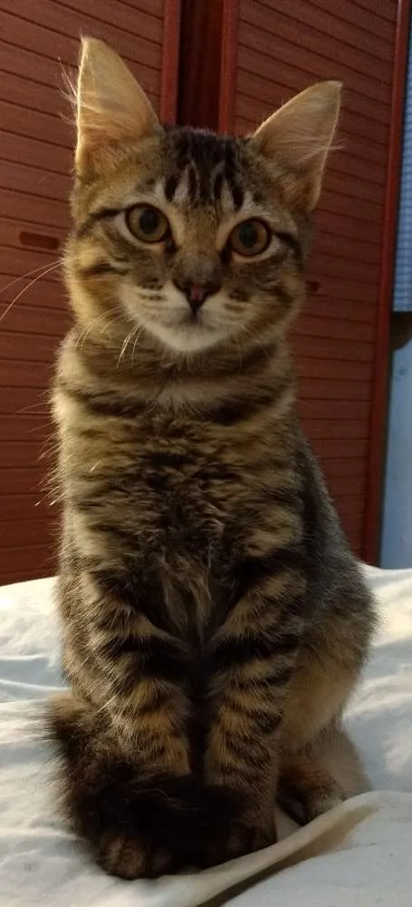 Gato ra a Srd idade 2 a 6 meses nome Canjica