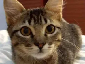 Gato raça Srd idade 2 a 6 meses nome Canjica