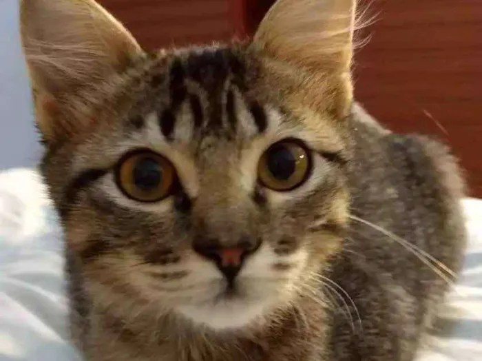 Gato ra a Srd idade 2 a 6 meses nome Canjica