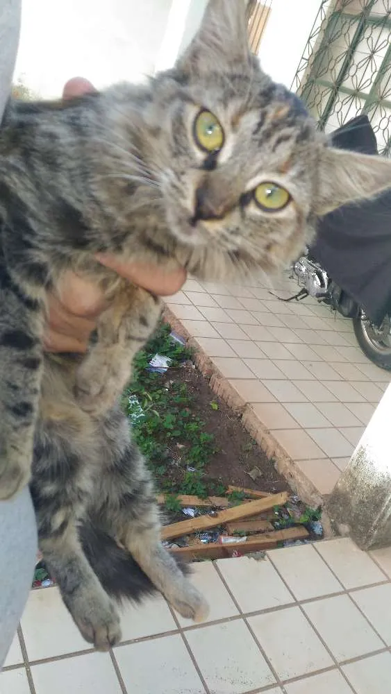 Gato ra a Srd idade Abaixo de 2 meses nome Mudinha
