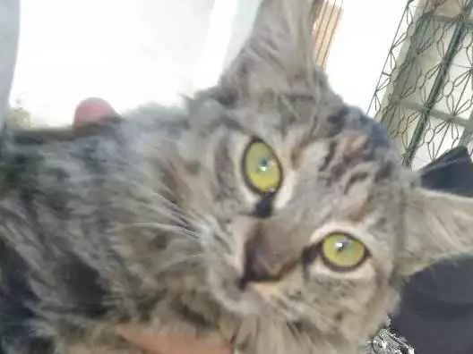 Gato ra a Srd idade Abaixo de 2 meses nome Mudinha