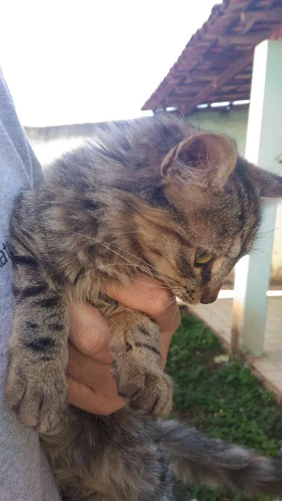 Gato ra a Srd idade Abaixo de 2 meses nome Mudinha