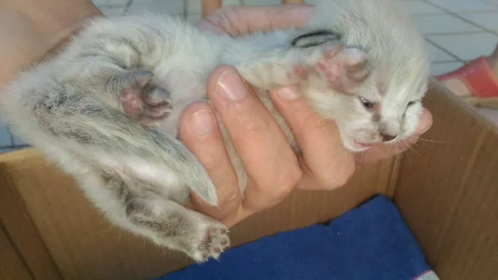 Gato ra a Rsd idade Abaixo de 2 meses nome Bege