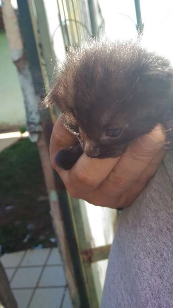 Gato ra a Rsd idade Abaixo de 2 meses nome Rajado