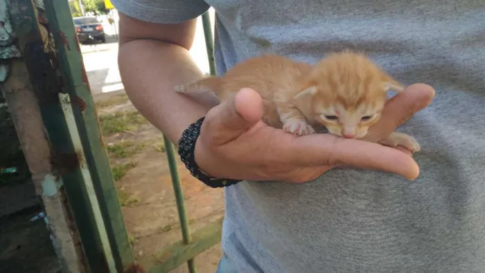 Gato ra a Rsd idade Abaixo de 2 meses nome Amarelinho