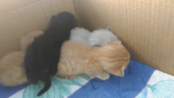 Gato ra a Rsd idade Abaixo de 2 meses nome Filhotes