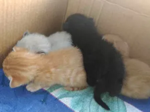 Gato raça Rsd idade Abaixo de 2 meses nome Filhotes