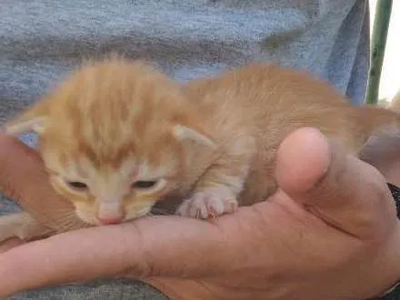 Gato ra a Rsd idade Abaixo de 2 meses nome Amarelinho