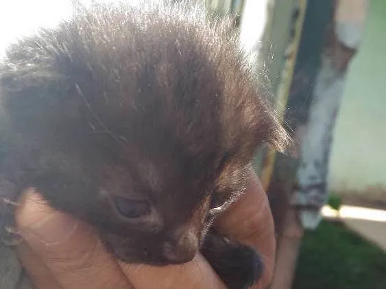 Gato ra a Rsd idade Abaixo de 2 meses nome Rajado