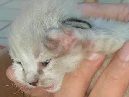 Gato ra a Rsd idade Abaixo de 2 meses nome Bege