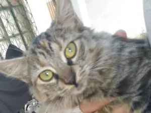 Gato raça Srd idade Abaixo de 2 meses nome Mudinha