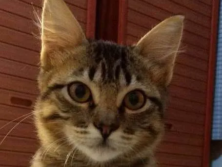 Gato ra a Srd idade 2 a 6 meses nome Canjica