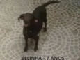 são 4 cachorros