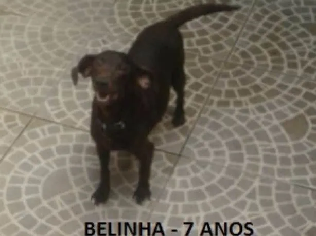 Cachorro ra a pinscher idade 6 ou mais anos nome são 4 cachorros