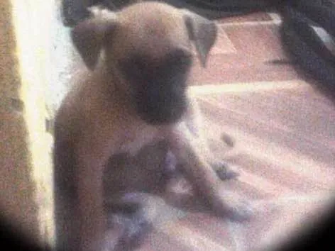 Cachorro raça não sei idade 2 a 6 meses nome não possui
