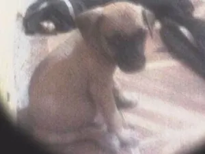 Cachorro raça não sei idade 2 a 6 meses nome não possui
