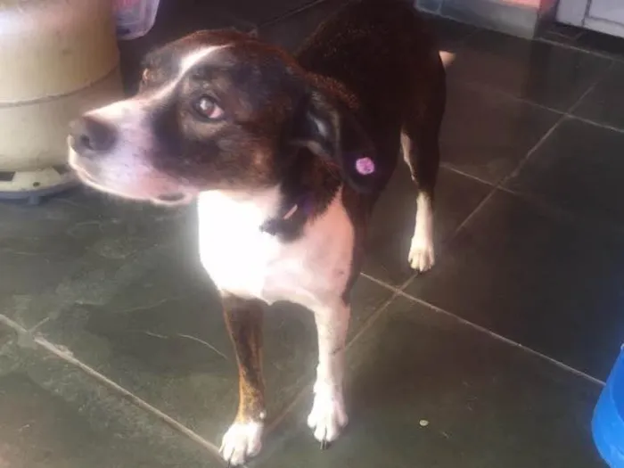 Cachorro ra a vira lata idade 4 anos nome Phoebe