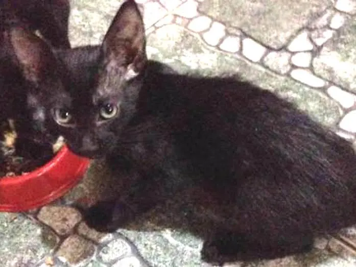 Gato ra a Gato vira-lata idade 2 a 6 meses nome Midnight