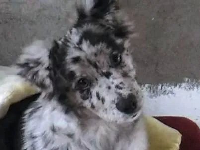 Cachorro ra a Mistura ,pastor e dálmata  idade 2 a 6 meses nome Logan