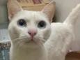 Hugo