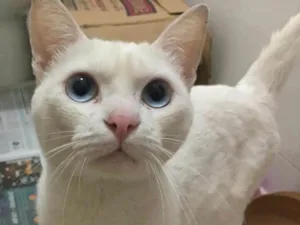 Gato raça Sem raça definida idade 2 anos nome Hugo