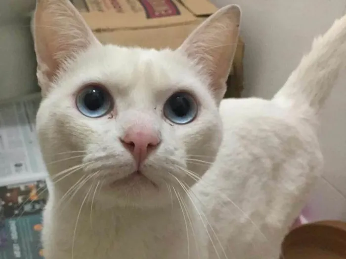 Gato ra a Sem raça definida idade 2 anos nome Hugo