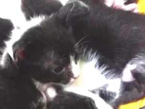 Gato raça  idade Abaixo de 2 meses nome Sem Nome