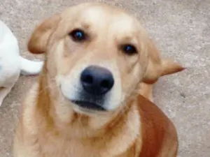 Cachorro raça Vira lata com mistura de chow  idade 1 ano nome Belinha