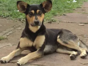 Cachorro raça SRD idade 2 anos nome Mickey