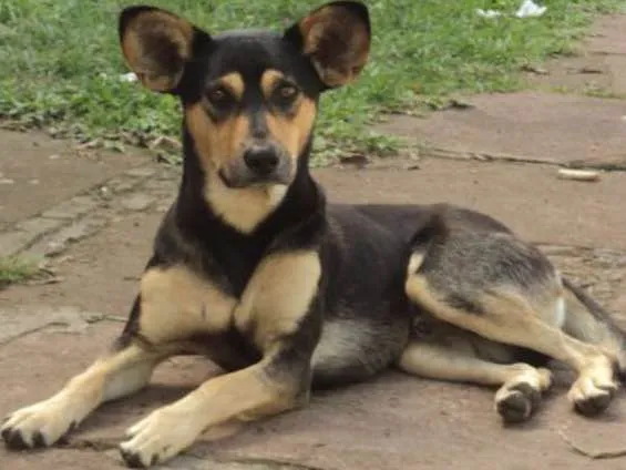 Cachorro ra a SRD idade 2 anos nome Mickey