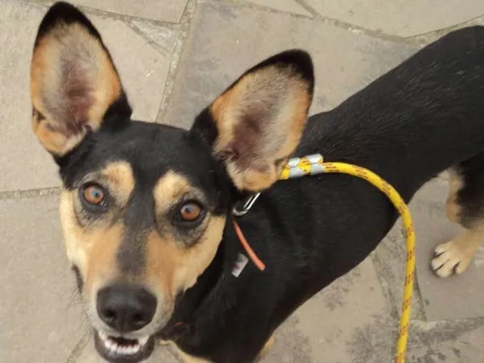 Cachorro ra a SRD idade 2 anos nome Mickey