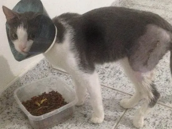 Gato ra a Sem raça definida idade 3 anos nome Dory