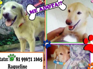 Cachorro raça SRD idade 2 anos nome Bolota